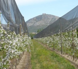 Torroellade Montgrí o Gualta. Plantació o camp de pomeres florint, amb el massís del Montgrí, on hi ha el castell, al fons. Economia i Agricultura. Món rural.